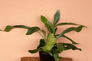 Staghorn Fern