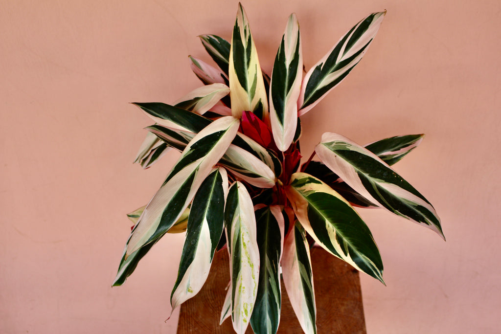 Stromanthe 'Triostar'
