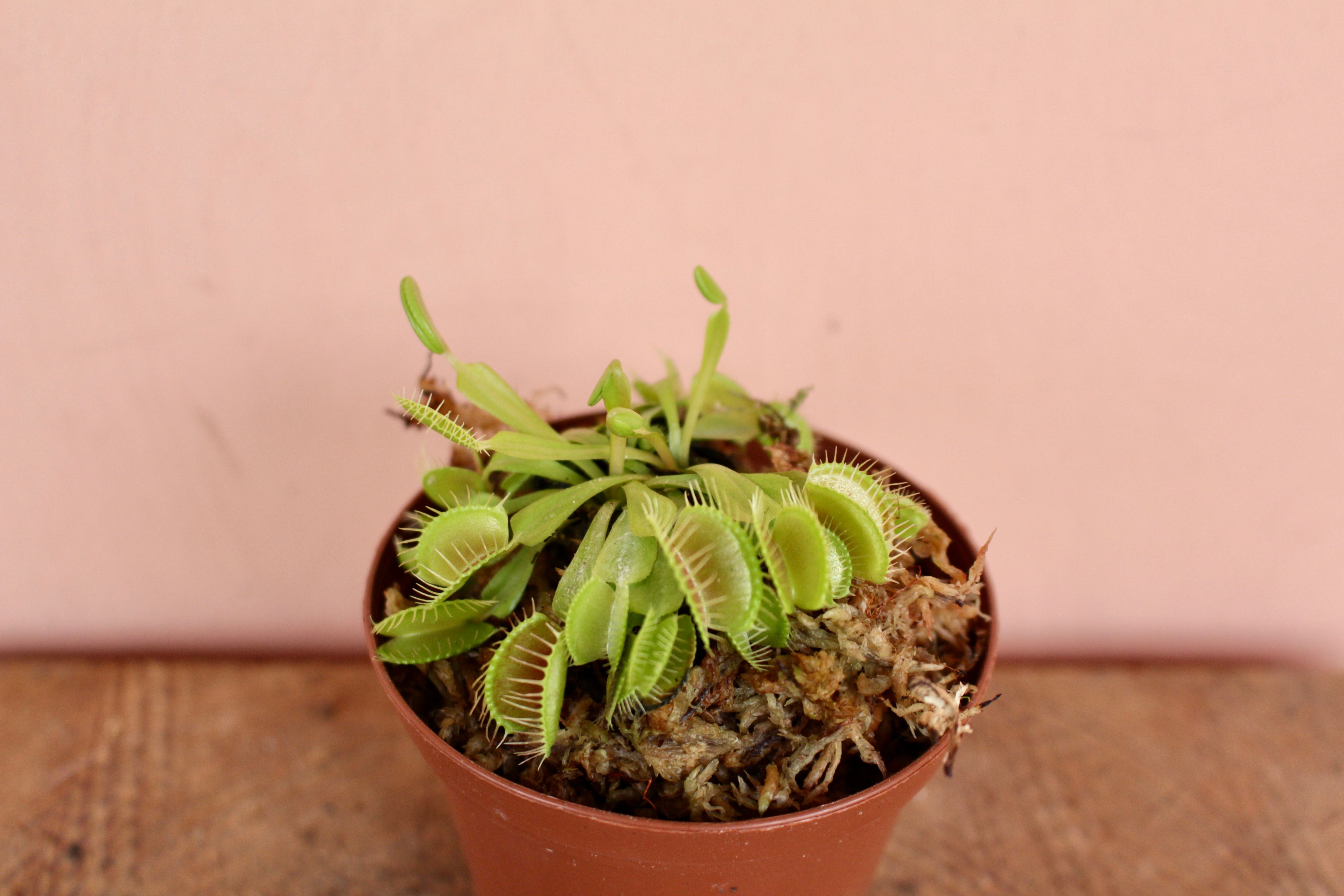 fly trap indoor plant Venus Flytrap – Solabee Flowers & Botanicals