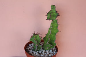 Euphorbia 'Zig Zag'