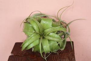 Tillandsia Xerographica