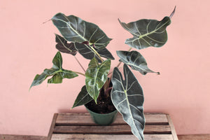 Alocasia Longiloba