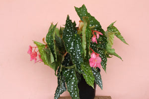 Begonia 'My Special Angel'