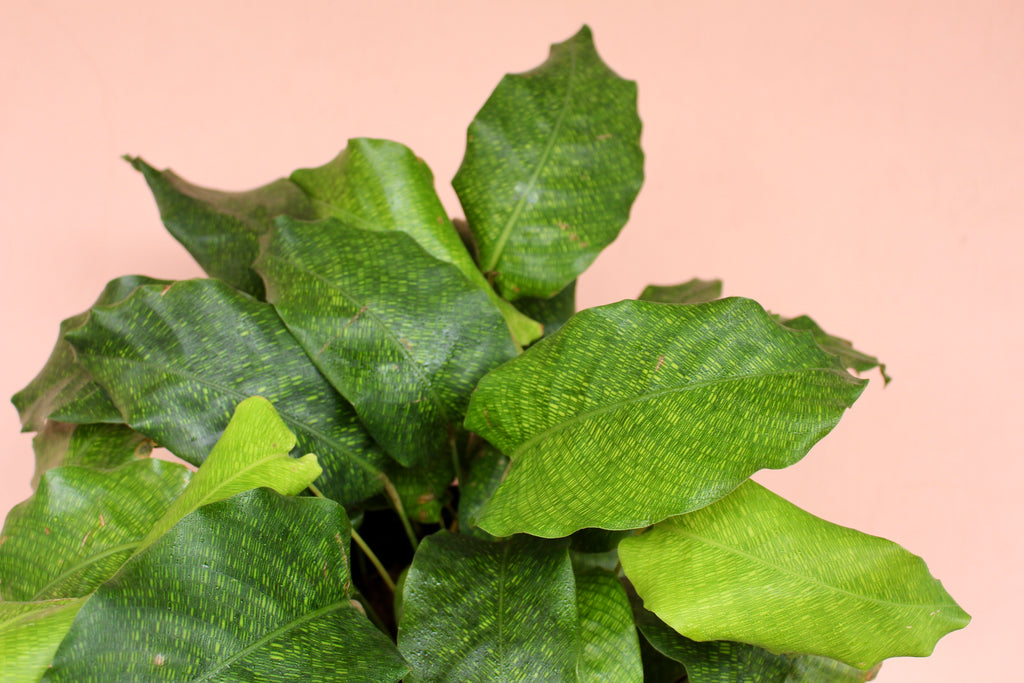 Calathea musaica