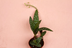 Ledebouria socialis