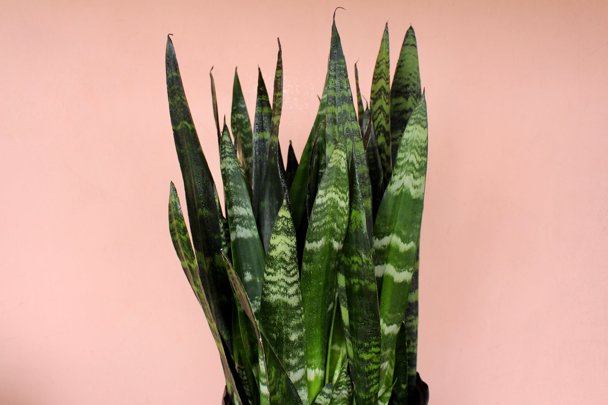 sansevieria black sport Sansevieria 'Black Coral' – Solabee Flowers & Botanicals