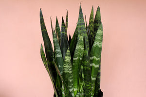 Sansevieria 'Black Coral'