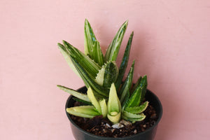 Aloe nobilis 'Variegata'