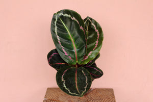 Calathea Roseopicta 'Dottie'