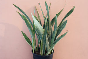 Sansevieria Sayuri