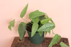 Epipremnum 'Cebu Blue'