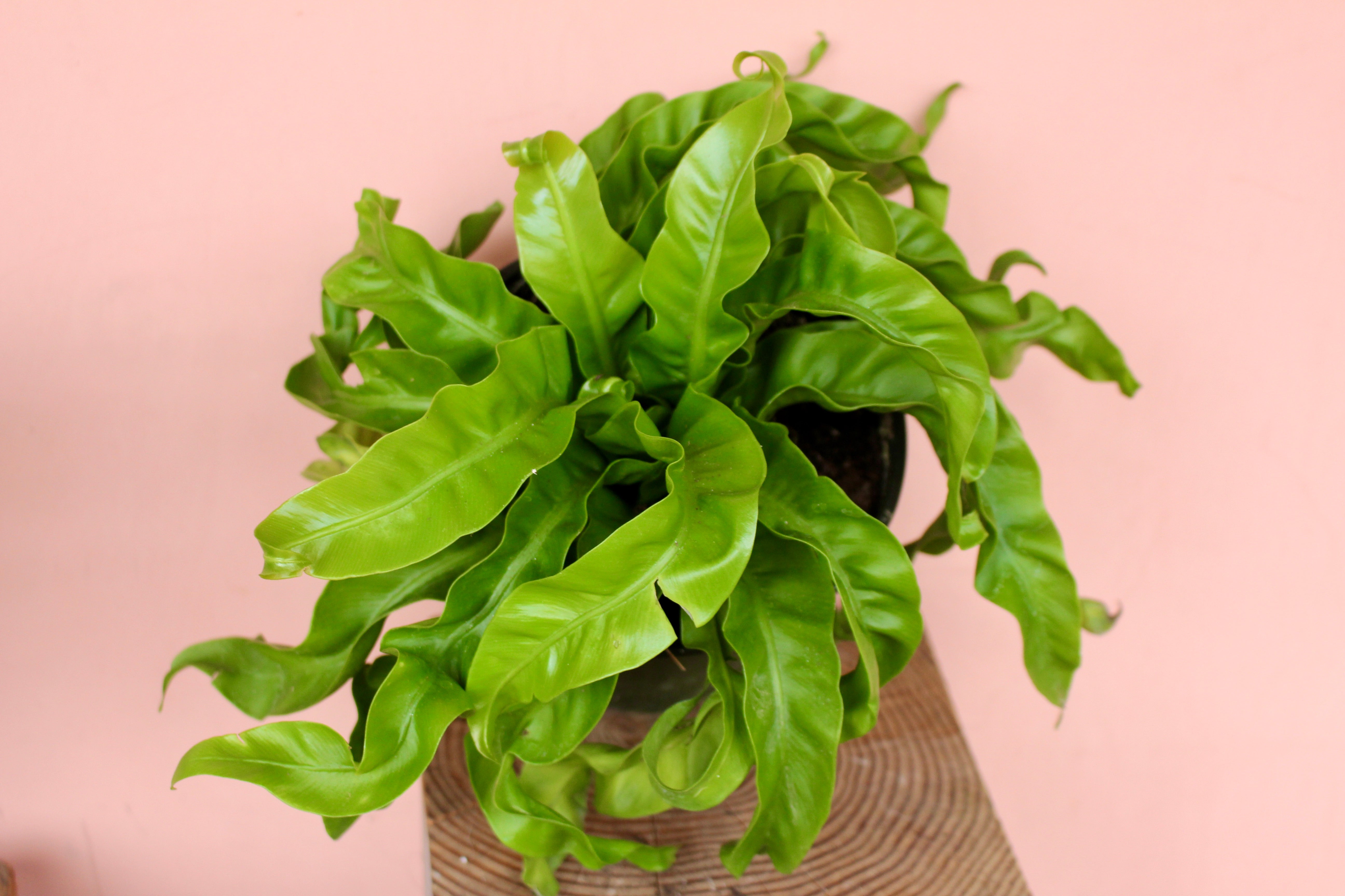 birds nest fern hurricane Asplenium 'Hurricane' – Solabee Flowers & Botanicals