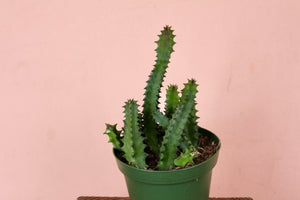 Huernia zebrina