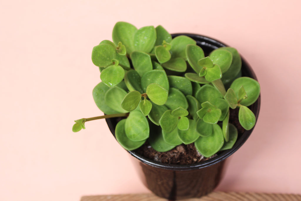 Peperomia 'Hope'