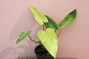 Philodendron 'Painted Lady'