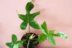 Philodendron Squamiferum