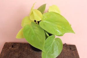 Philodendron 'Lemon Lime'
