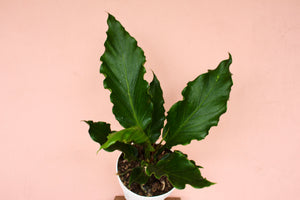 Anthurium plowmanii