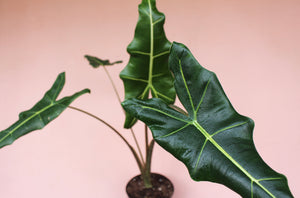 Alocasia zebrina 'Sarian Hybrid'