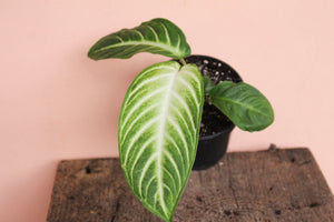 Caladium Magnificum