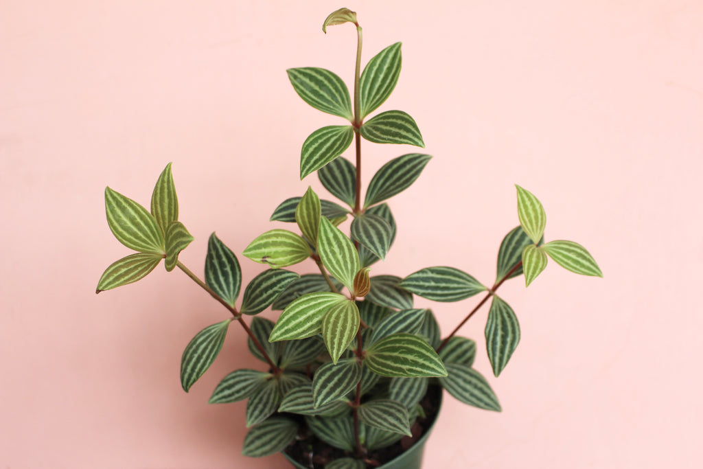 Peperomia puteolata
