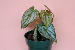Philodendron brandtianum