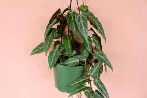 Cissus amazonica