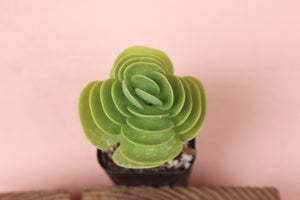 Portulaca molokiniensis 'Ihi'