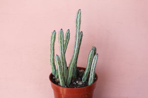 Senecio stapeliiformis