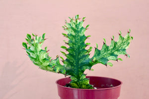 Euphorbia trigona variegated
