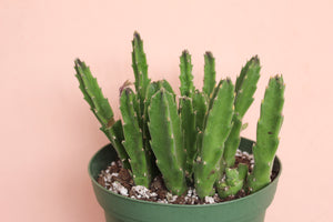 Stapelia grandiflora