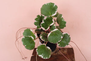 Begonia 'Strawberry' Variegata