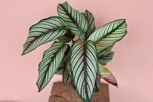Calathea 'White Star'