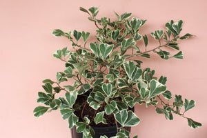 Ficus Triangularis 'Variegata'