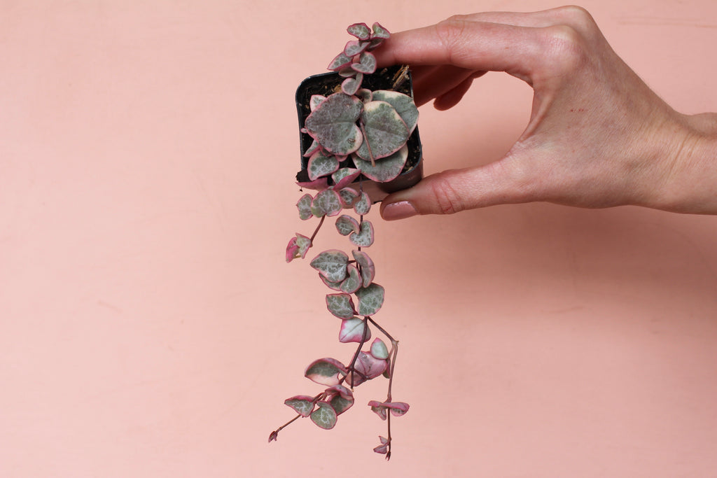 2" Succulents & Cacti Misc.