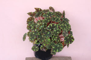 Begonia 'Kit Kat'